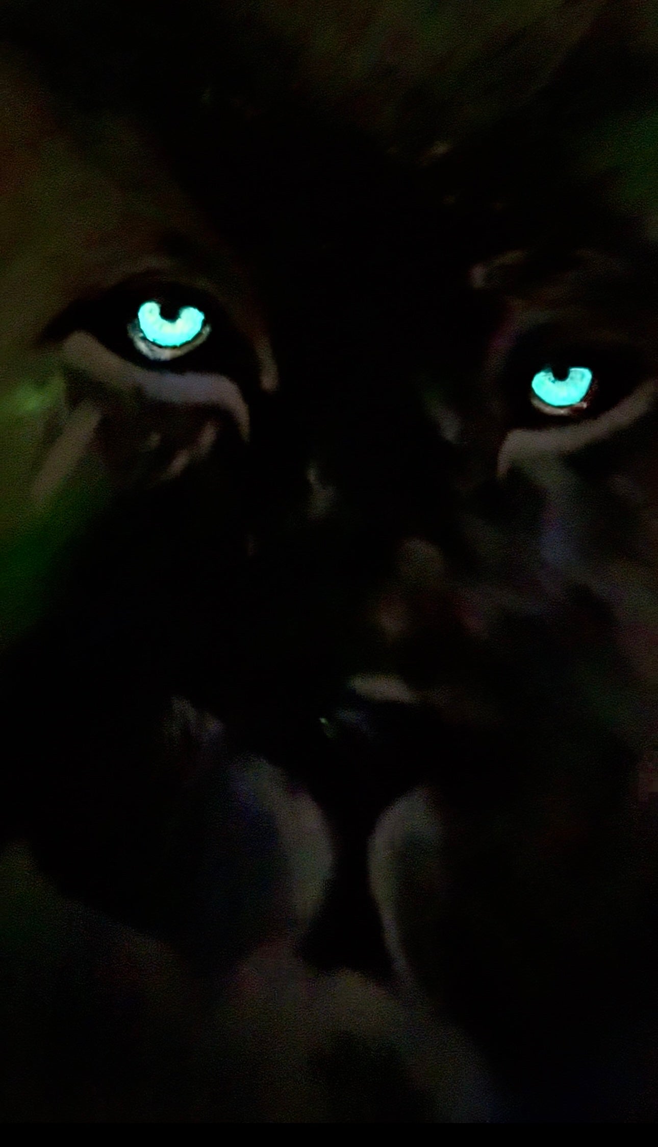 MUFASA